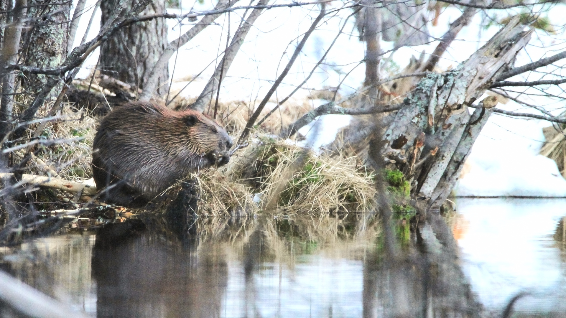 Programme La faune de l'ENS de la Vauvre