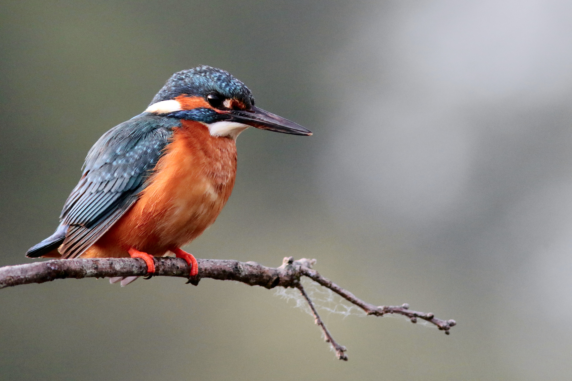 Programme Enquête faune sur l'ENS de la Boire des Carrés 